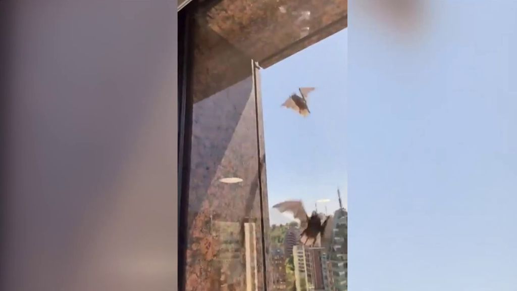 Lo más viral de la semana Lo más viral de la semana