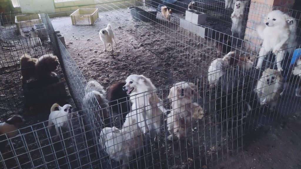 Criadero ilegal de perros en Granada