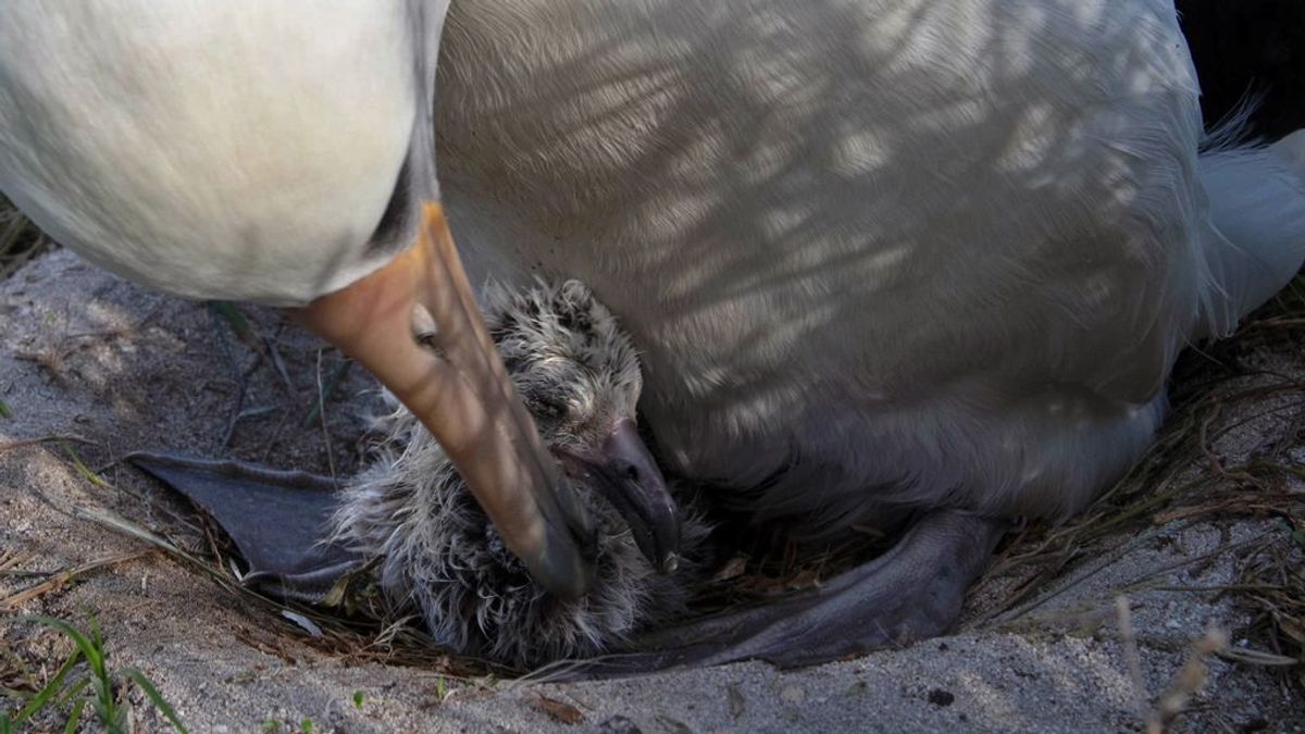 La hembra de albatros más longeva del mundo vuelve a ser madre con 70 años en un atolón del Pacífico La hembra de albatros más longeva del mundo vuelve a ser madre con 70 años en un atolón del Pacífico