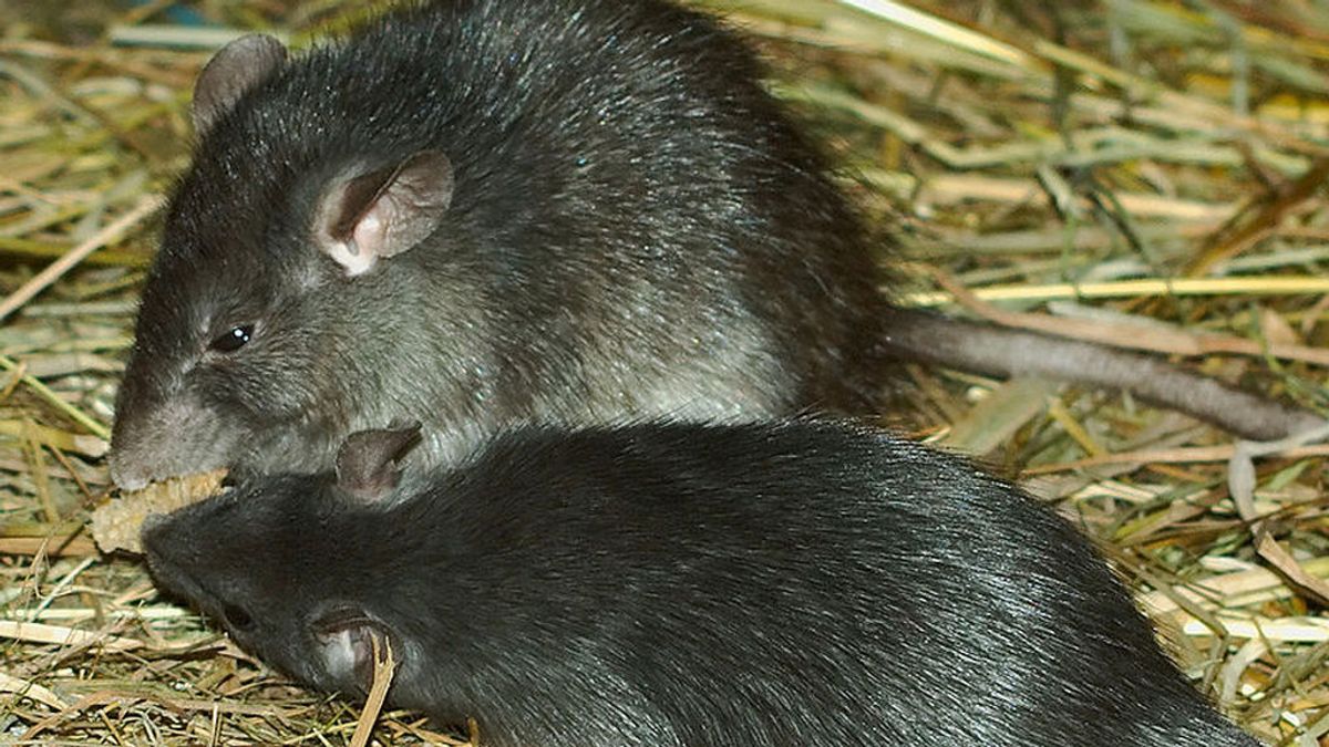 ¿Por qué hay tanto miedo a la rata negra en Madrid? ¿Puede transmitir enfermedades?