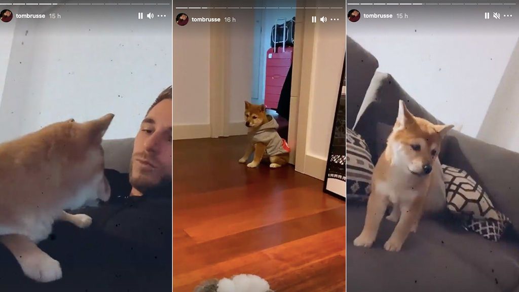 tom brusse y su perro