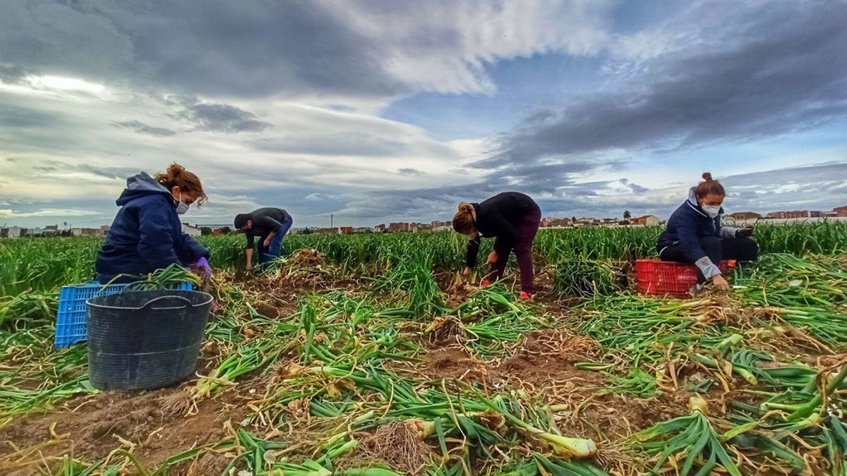 Marina y su familia recogen las cebollas del campo del abuelo Luis Marina y su familia recogen las cebollas del campo del abuelo Luis