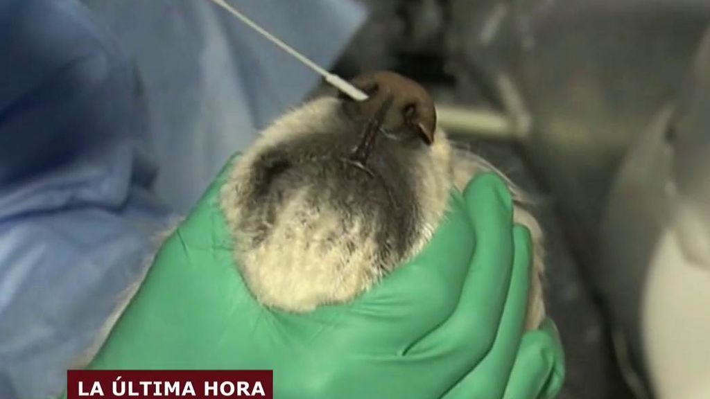 PCR a un perro en Corea del Sur PCR a un perro en Corea del Sur