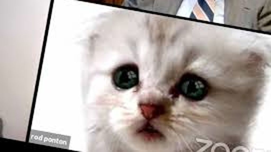 El abogado que se convirtió en gato gracias a Zoom