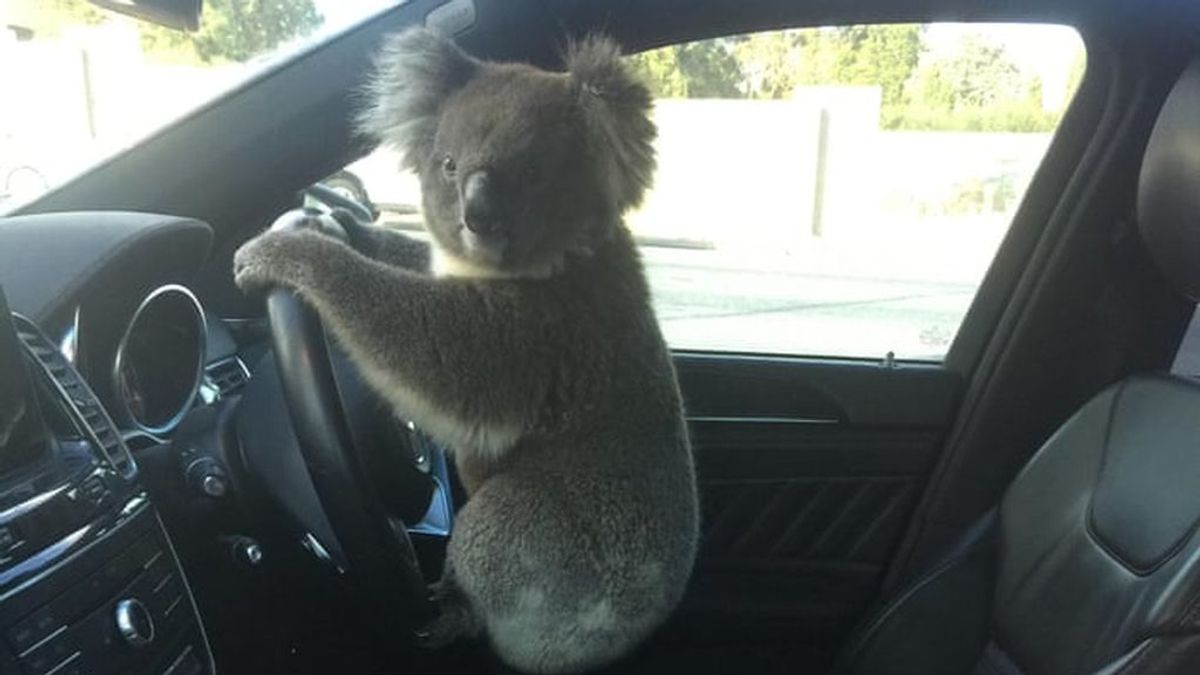 Un koala se pone al volante después de causar un accidente múltiple en Australia