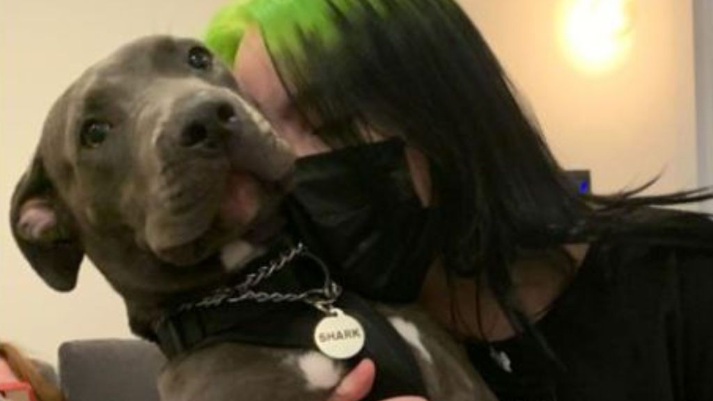 Billie Eilish celebra el cumpleaños de su perrito adoptado: el primer año de Shark