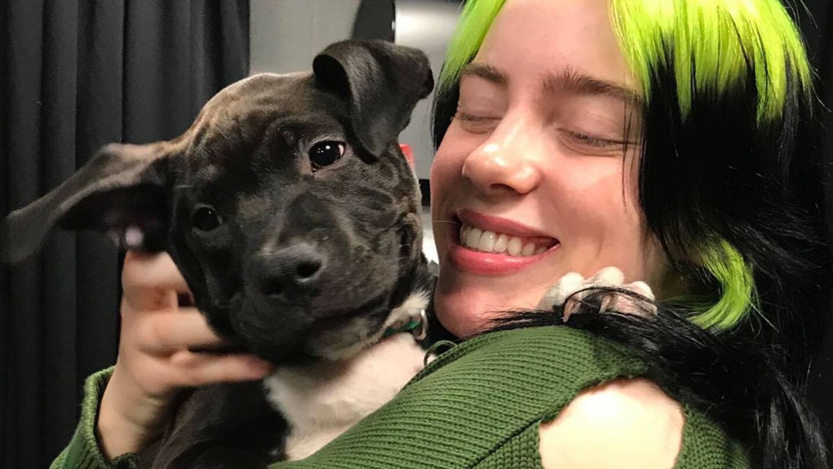 Billie Eilish celebra el cumpleaños de su perrito adoptado: el primer año de Shark