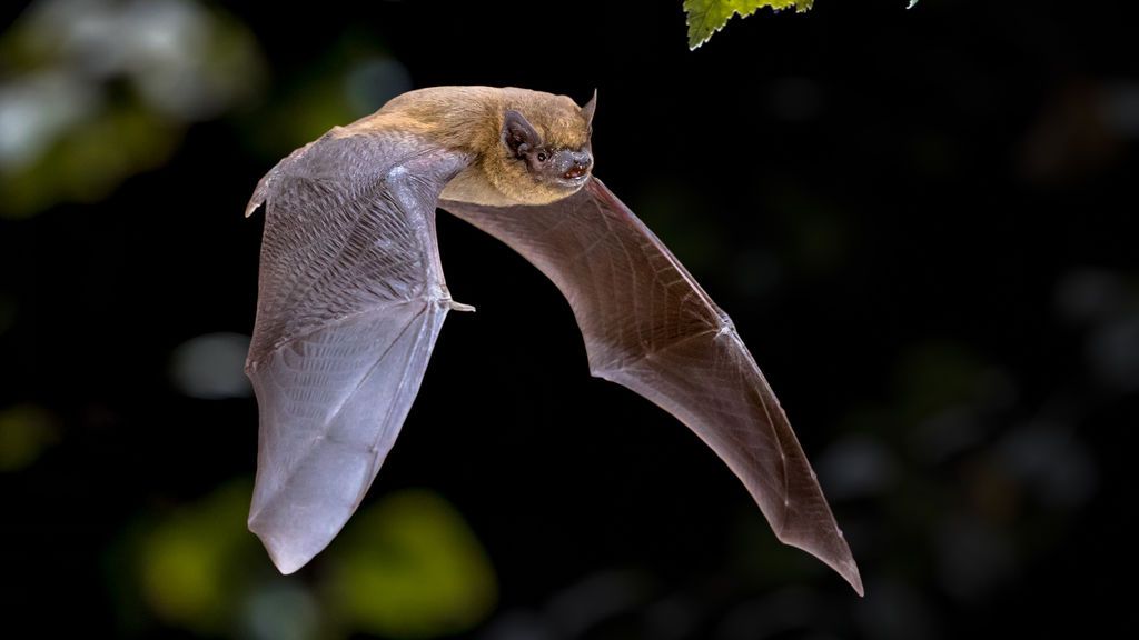 Los anticuerpos de murciélagos y pangolines neutralizan el SARS-CoV-2.