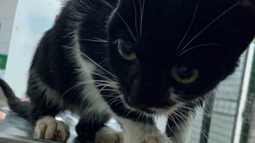 Gata que llega en patera a España