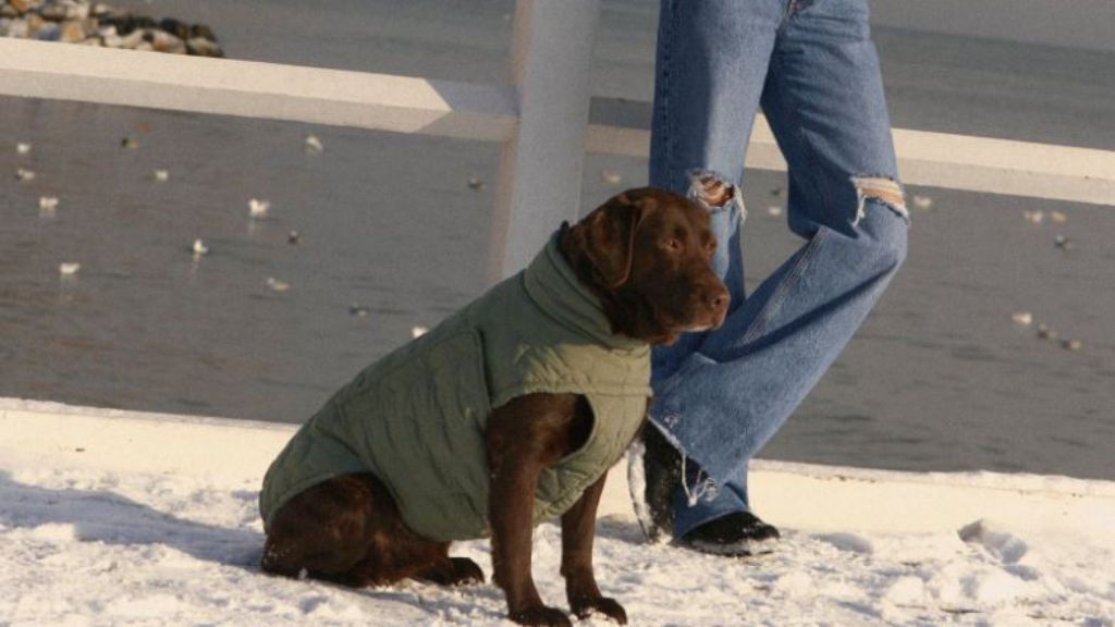 Perro con chaleco acolchado