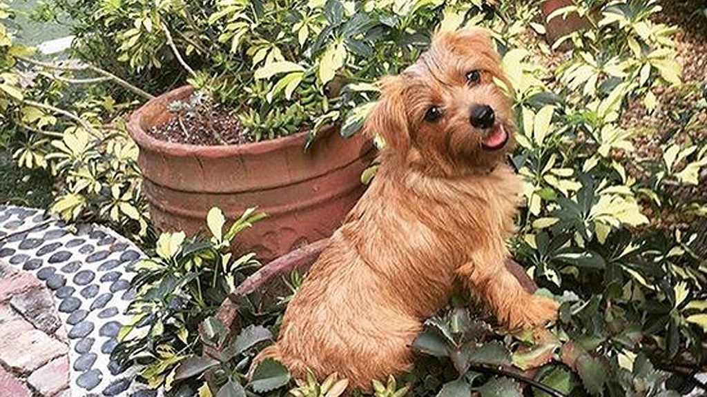 Molly, el perrito que complica el divorcio de Julio José Iglesias y Charisse Verhaert