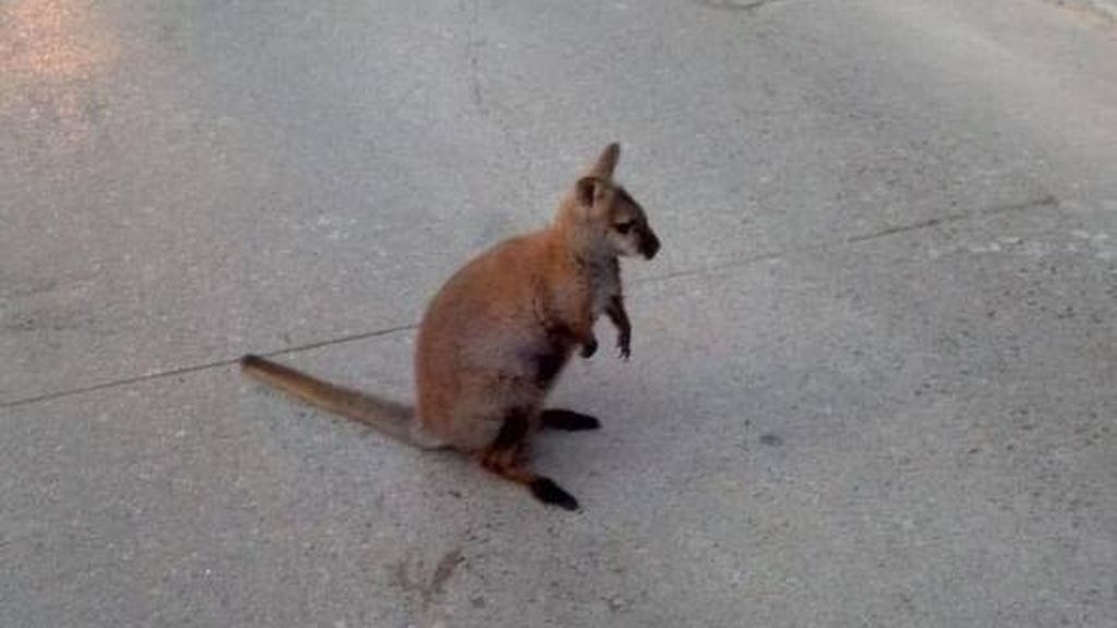 Atrapan a un canguro que saltaba por las calles de Roda de Ter en Cataluña Atrapan a un canguro que saltaba por las calles de Roda de Ter en Cataluña