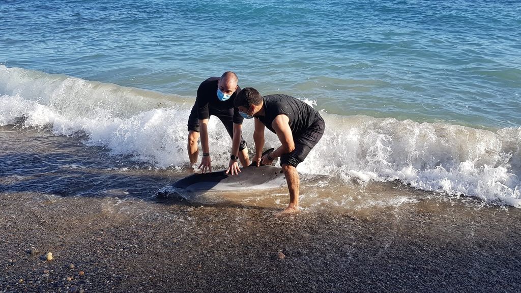 El angustioso rescate de un delfín varado en una playa de Almería