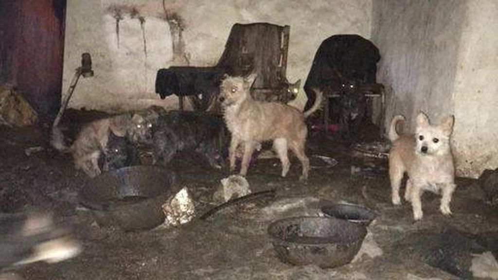 Rescatados 28 perros al borde de la muerte en un cortijo abandonado en Córdoba Rescatados 28 perros al borde de la muerte en un cortijo abandonado en Córdoba