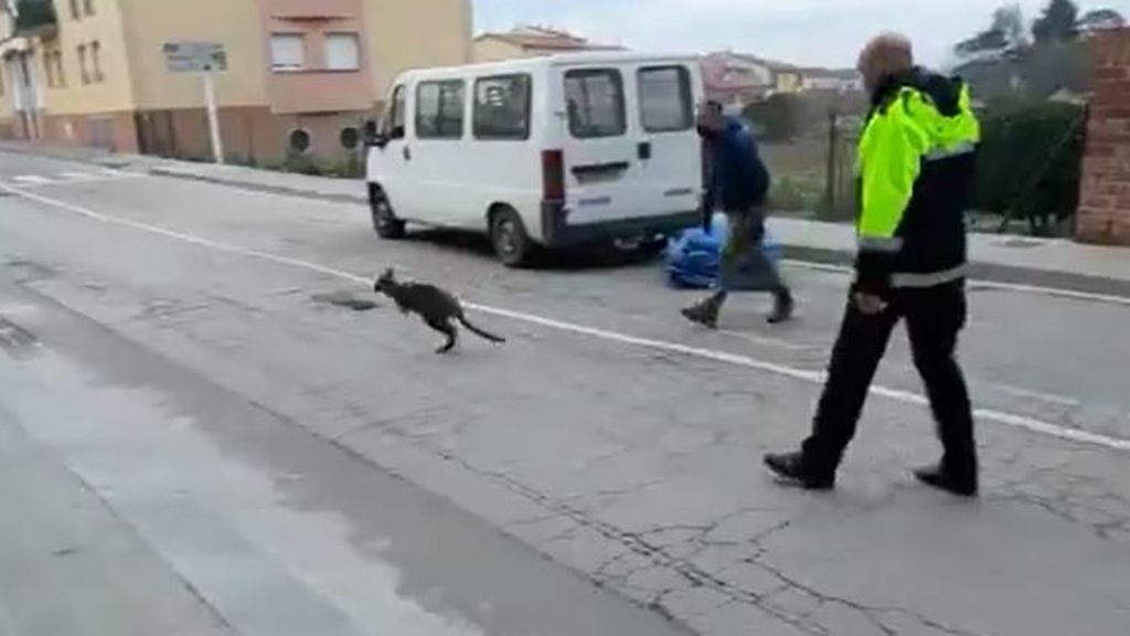 Aparece un canguro pequeño en las calles de Roda de Ter (Barcelona)