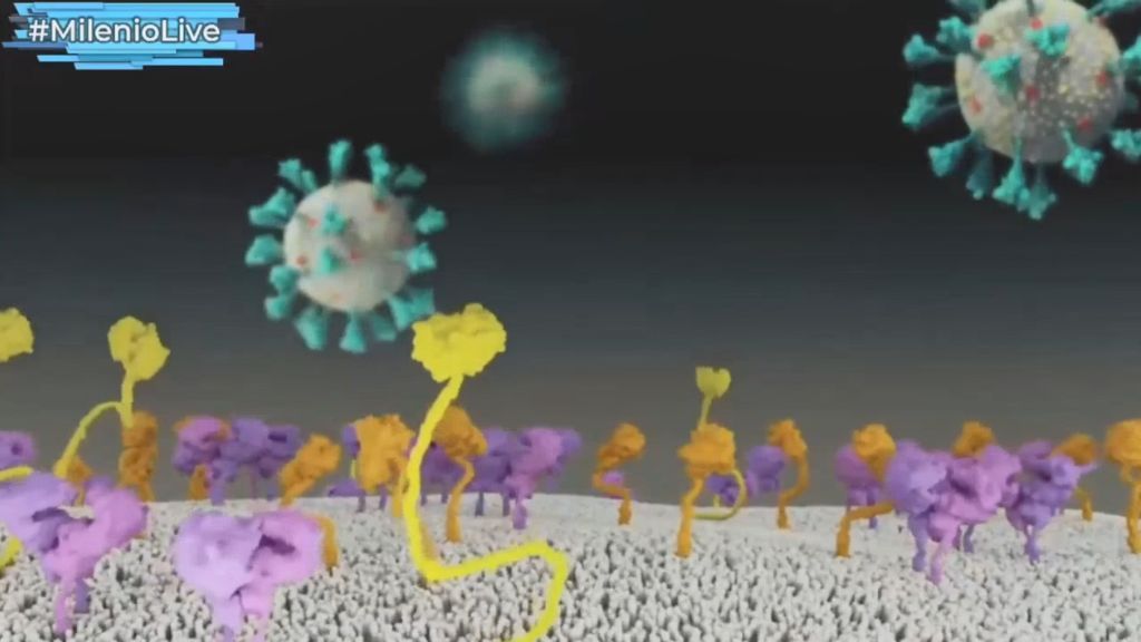 Una animación de la Universidad de Utah recrea cómo penetra el coronavirus en el organismo