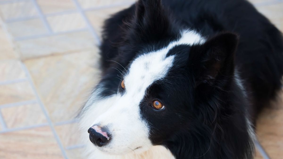 Un perro hereda cinco millones de dólares tras la muerte de su dueño