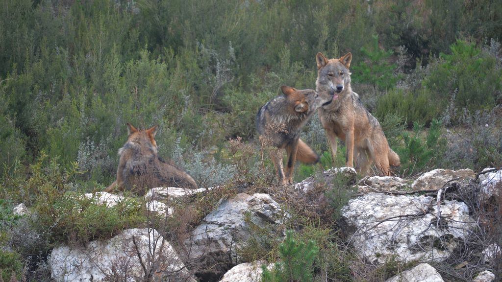 EuropaPress_3561221_ejemplares_lobo_iberico_centro_conservacion_lobo_fundacion_patrimonio EuropaPress_3561221_ejemplares_lobo_iberico_centro_conservacion_lobo_fundacion_patrimonio