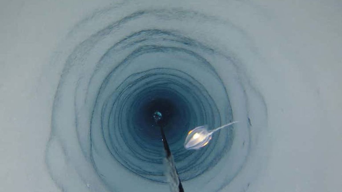 Descubren por accidente extraños organismos marinos viviendo a 900 metros bajo el hielo antártico