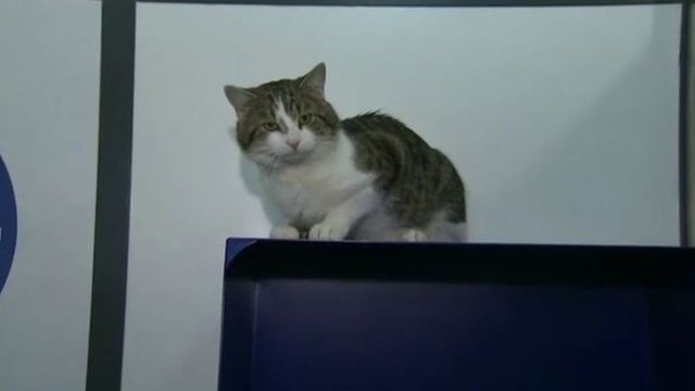 Larry, el gato que trabaja para el gobierno británico Telecinco