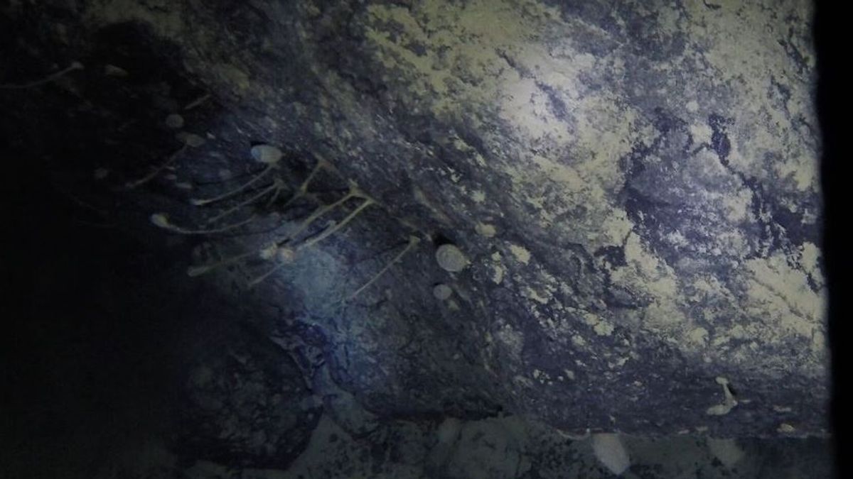 Descubren unas desconocidas criaturas a 900 metros de hielo en una plataforma de la Antártida Descubren unas desconocidas criaturas a 900 metros de hielo en una plataforma de la Antártida