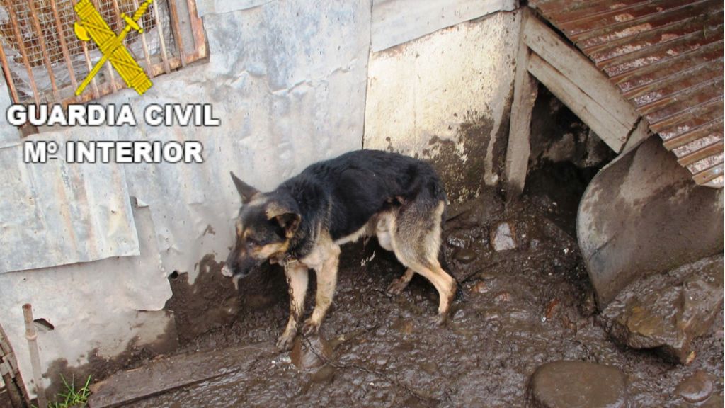Dos investigados en León por abandono y maltrato a perros encadenados Dos investigados en León por abandono y maltrato a perros encadenados
