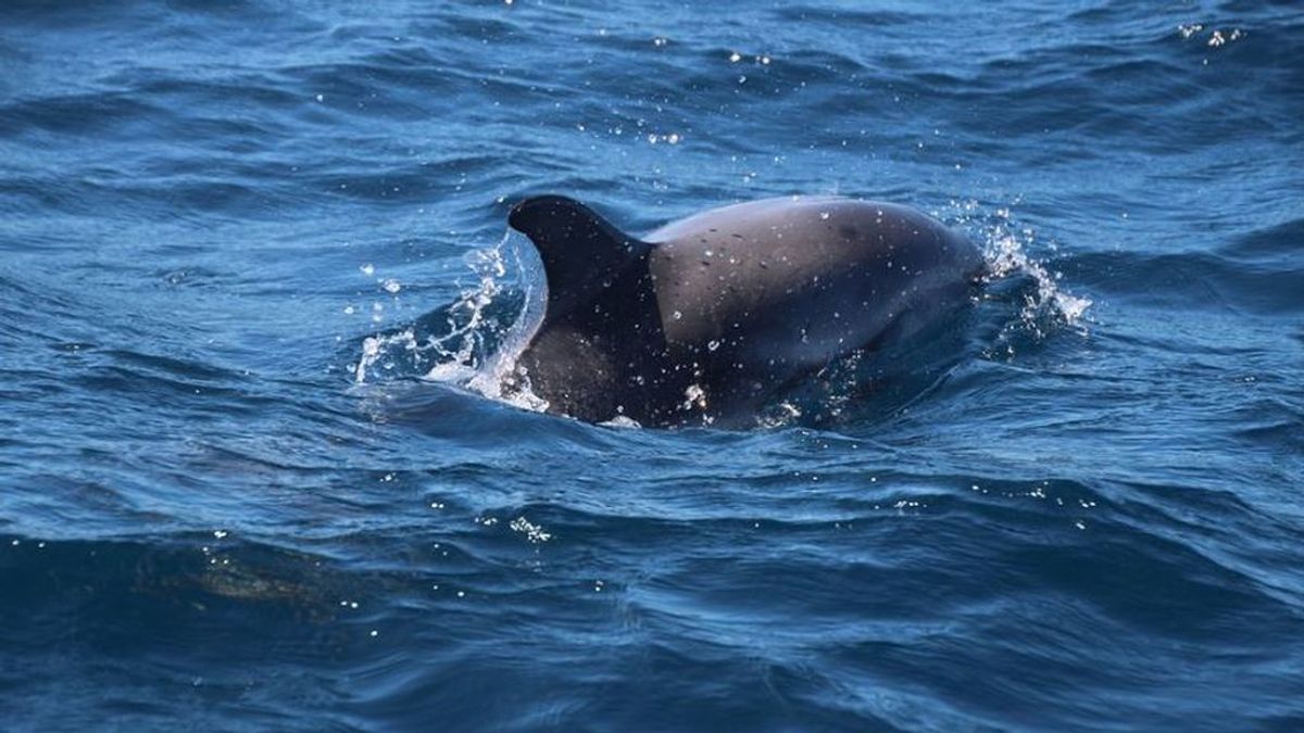 Identifican un delfín que lleva viviendo en aguas ibicencas desde hace al menos 10 años