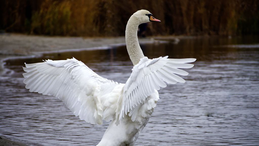 Cisne