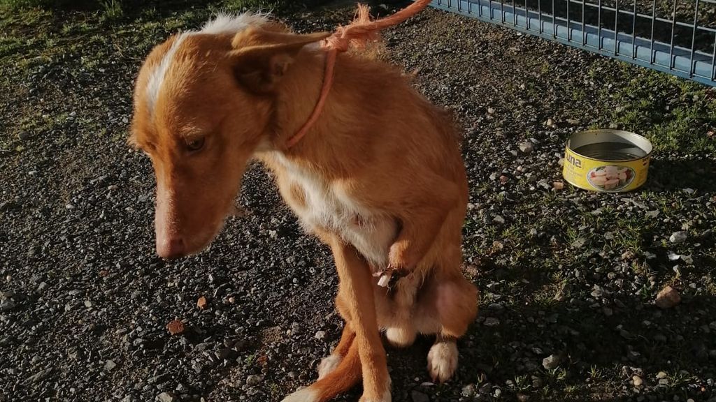 Podenco con pata arrancada de cuajo