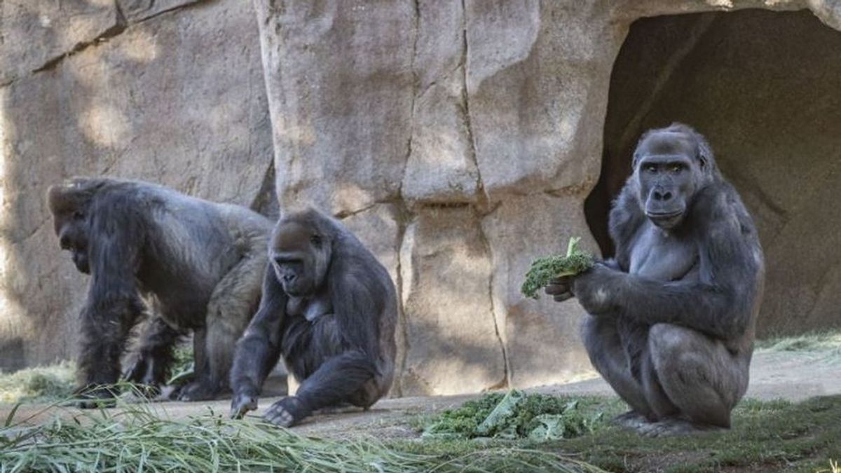Los gorilas del zoológico de San Diego dan positivo en covid