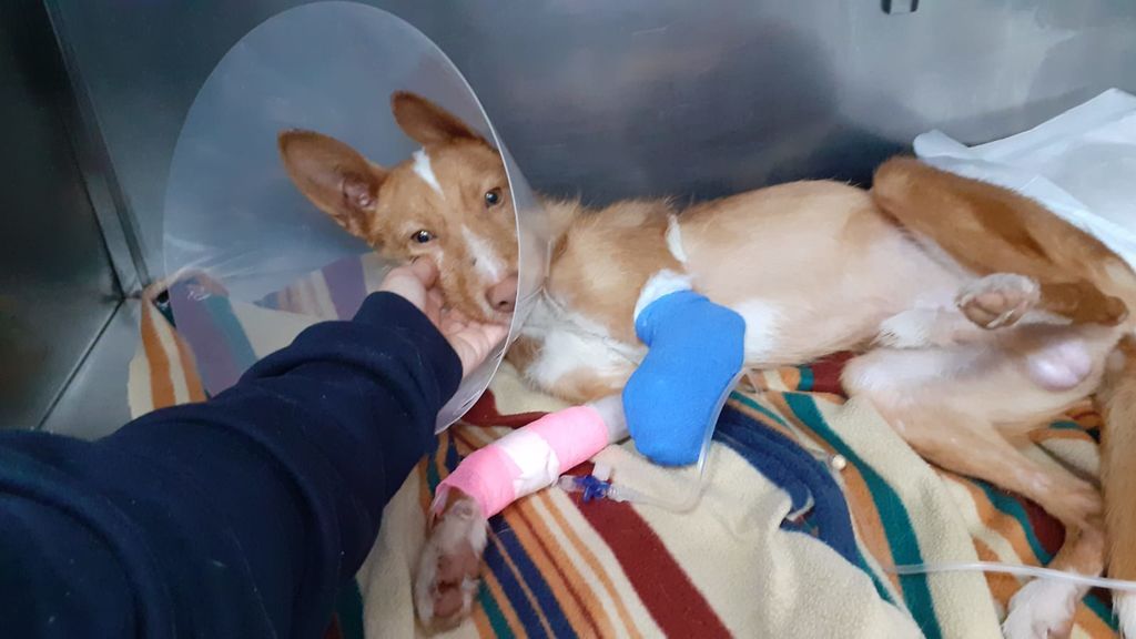 Podenco con pata arrancada de cuajo