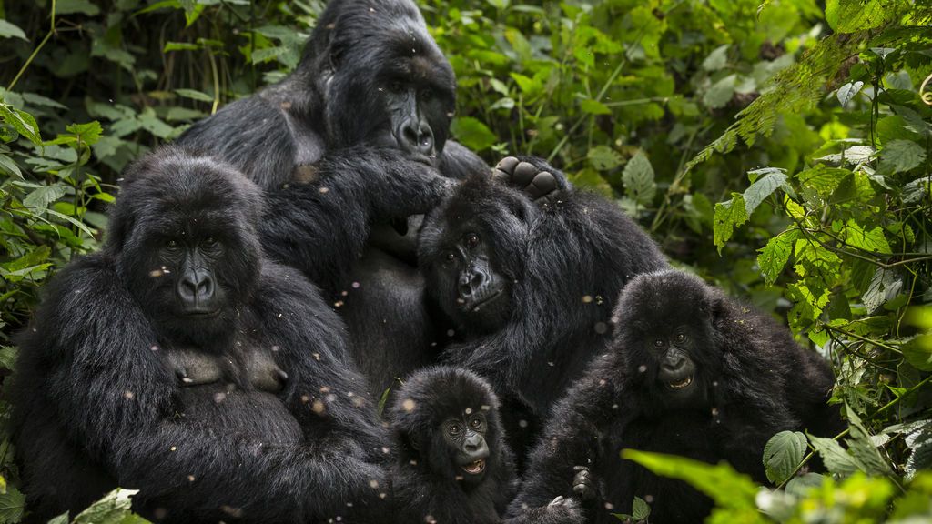 'Selfies' peligrosos: Los turistas pueden contagiar el coronavirus a los gorilas salvajes al hacese fotos con ellos 'Selfies' peligrosos: Los turistas pueden contagiar el coronavirus a los gorilas salvajes al hacese fotos con ellos