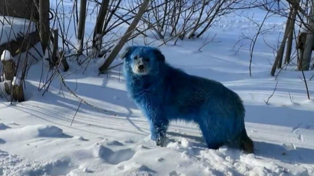Aparecen perros azules en una fábrica de productos químicos abandonada en Rusia