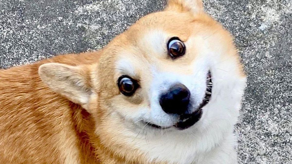 La despedida de su dueño a Gen, el perro corgi protagonista de miles de memes: “Vivió la vida al máximo"