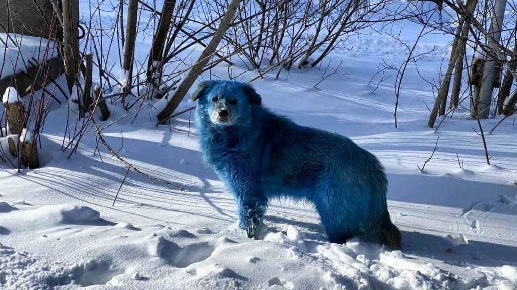 Los perros azules que causan estupor y curiosidad en Rusia