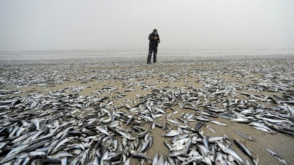 Un raro fenómeno causa la muerte masiva de sardinas en Chile