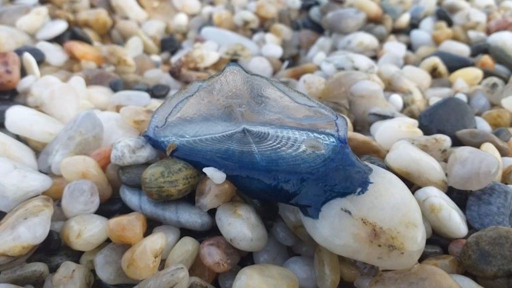 Miles de medusas ‘Velella velella’ en las playas de Galicia: qué son, qué provocan y por qué han llegado Miles de medusas ‘Velella velella’ en las playas de Galicia: qué son, qué provocan y por qué han llegado