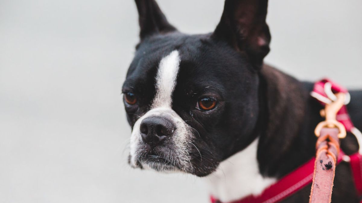 Polémica subasta de un perro en Lugo, al que catalogan como bien mueble: “Lo reducen a un simple objeto” Polémica subasta de un perro en Lugo, al que catalogan como bien mueble: “Lo reducen a un simple objeto”
