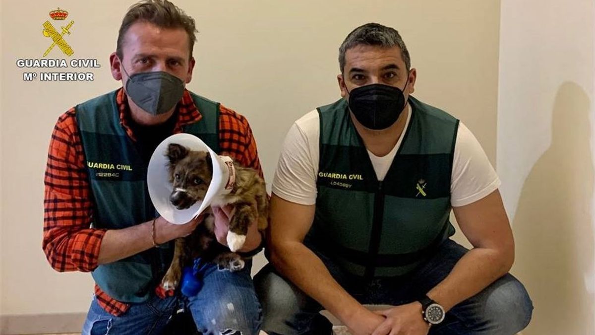 Detenido un joven por maltratar a un cachorro: lo tenía amordazado con un calcetín y atado a un palé Detenido un joven por maltratar a un cachorro: lo tenía amordazado con un calcetín y atado a un palé