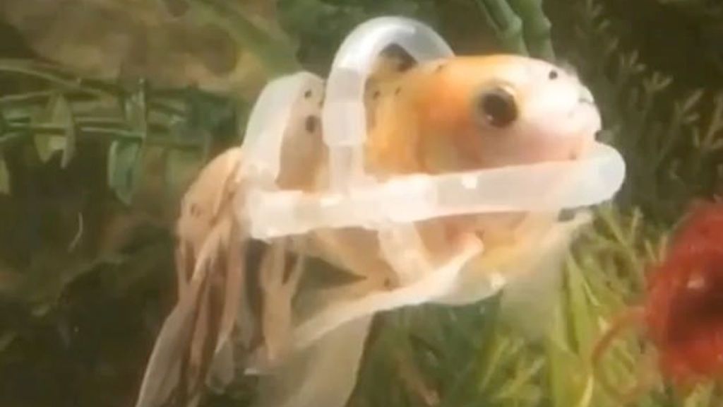Crean un chaleco especial para que un pez con un problema físico pueda nadar
