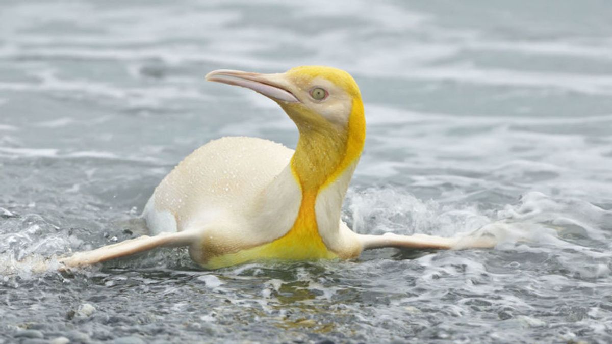 ¿Es real? La fotografía de un pingüino amarillo que se está haciendo viral