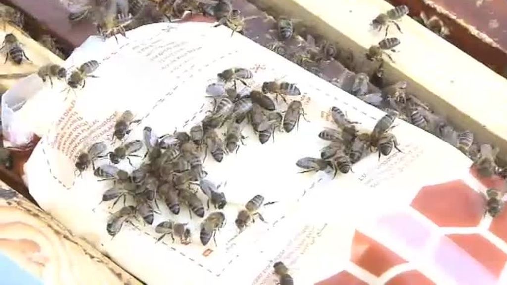 Una iniciativa busca padrinos y madrinas para 24 colmenas de abeja negra canaria