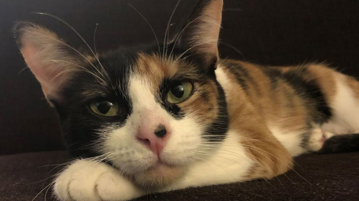Lilly, una gata que ha salvado la vida a sus dueños: gracias a ella detectaron un escape de gas