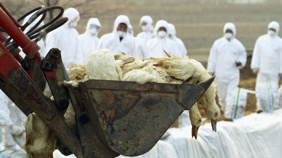 ¿Qué es la cepa H5N8 de gripe aviar y por qué es tan peligroso el primer contagio a humanos? ¿Qué es la cepa H5N8 de gripe aviar y por qué es tan peligroso el primer contagio a humanos?
