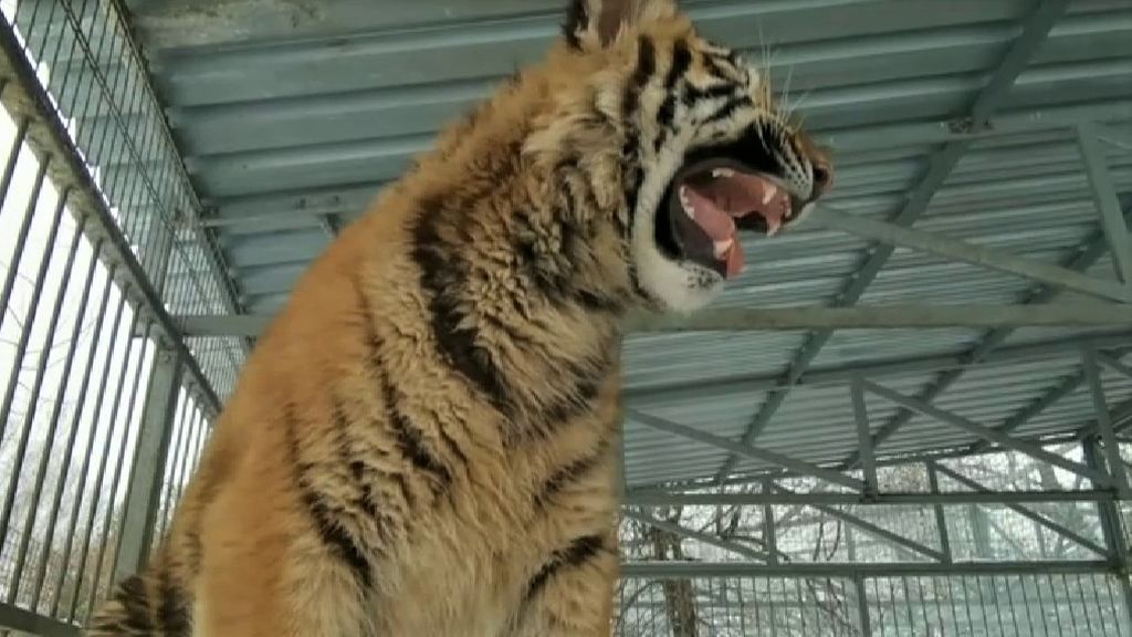 tigre-rugido-canta-zoo-rusia