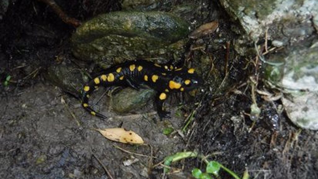 La salamandra penibética vuelve a la Alhambra "por sorpresa" tras 40 años extinguida La salamandra penibética vuelve a la Alhambra "por sorpresa" tras 40 años extinguida