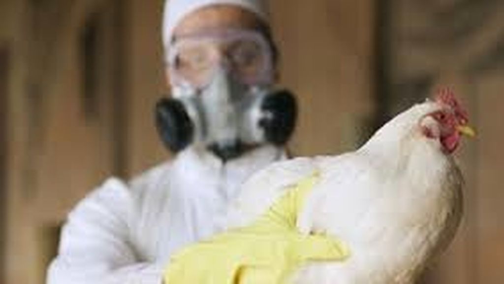 Primer caso de gripe aviar en un humano