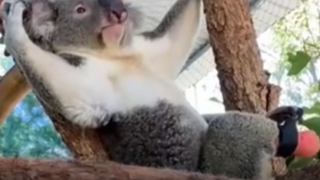 El koala Triunfo recibe una prótesis en su pie