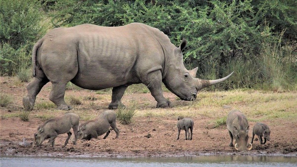 Un hombre ahuyenta a un rinoceronte a punto de embestirle usando solo su voz