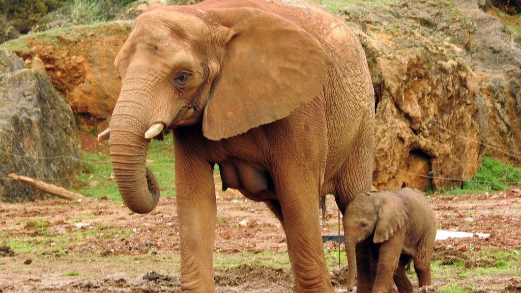 Muere un empleado del Parque de la Naturaleza de Cabárceno tras ser golpeado por un elefante Muere un empleado del Parque de la Naturaleza de Cabárceno tras ser golpeado por un elefante